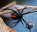 Be Pest Free Spider Control Adelaide
