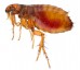Pest Control Flea Hobart