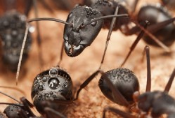 Preventive Ant Control Brisbane