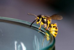 OZ Wasp Removal Sydney