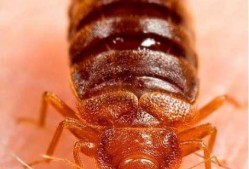 Green Pest Shield – Bedbugs Control Brisbane