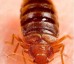 Green Pest Shield – Bedbugs Control Brisbane