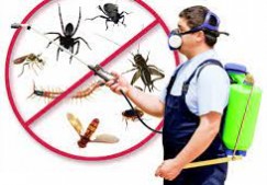 Ezy Clean Pest Control Sydney