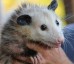 Humane Possum Removal Hobart