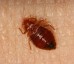 Exit Bed Bugs Control Adelaide