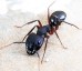 Panther Ants Control Brisbane