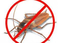 Panther Cockroach Control Brisbane