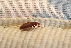 Home Bed Bug Control Perth
