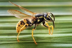 Morris Bee Removal Melbourne